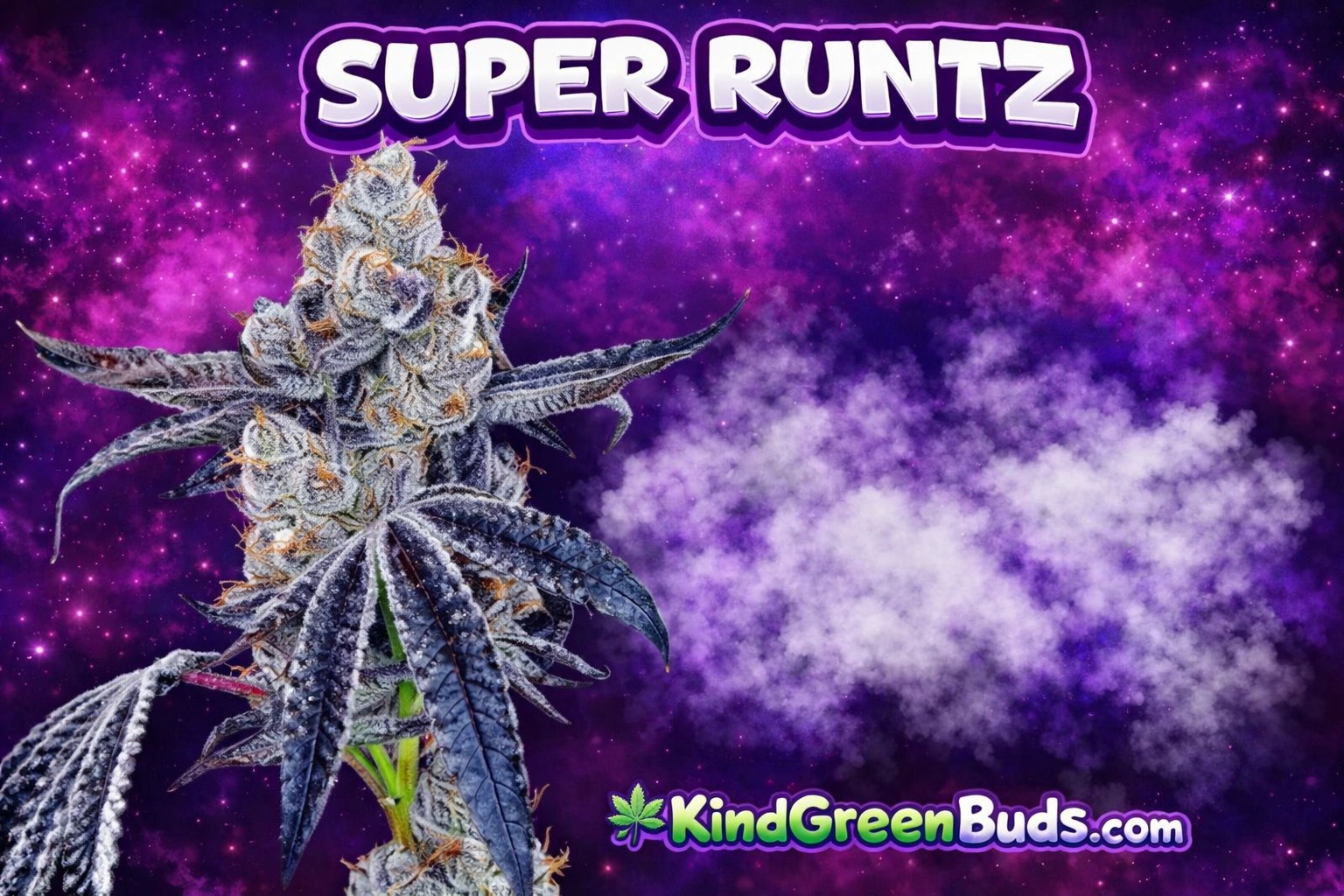 Super Runtz marijuana strain