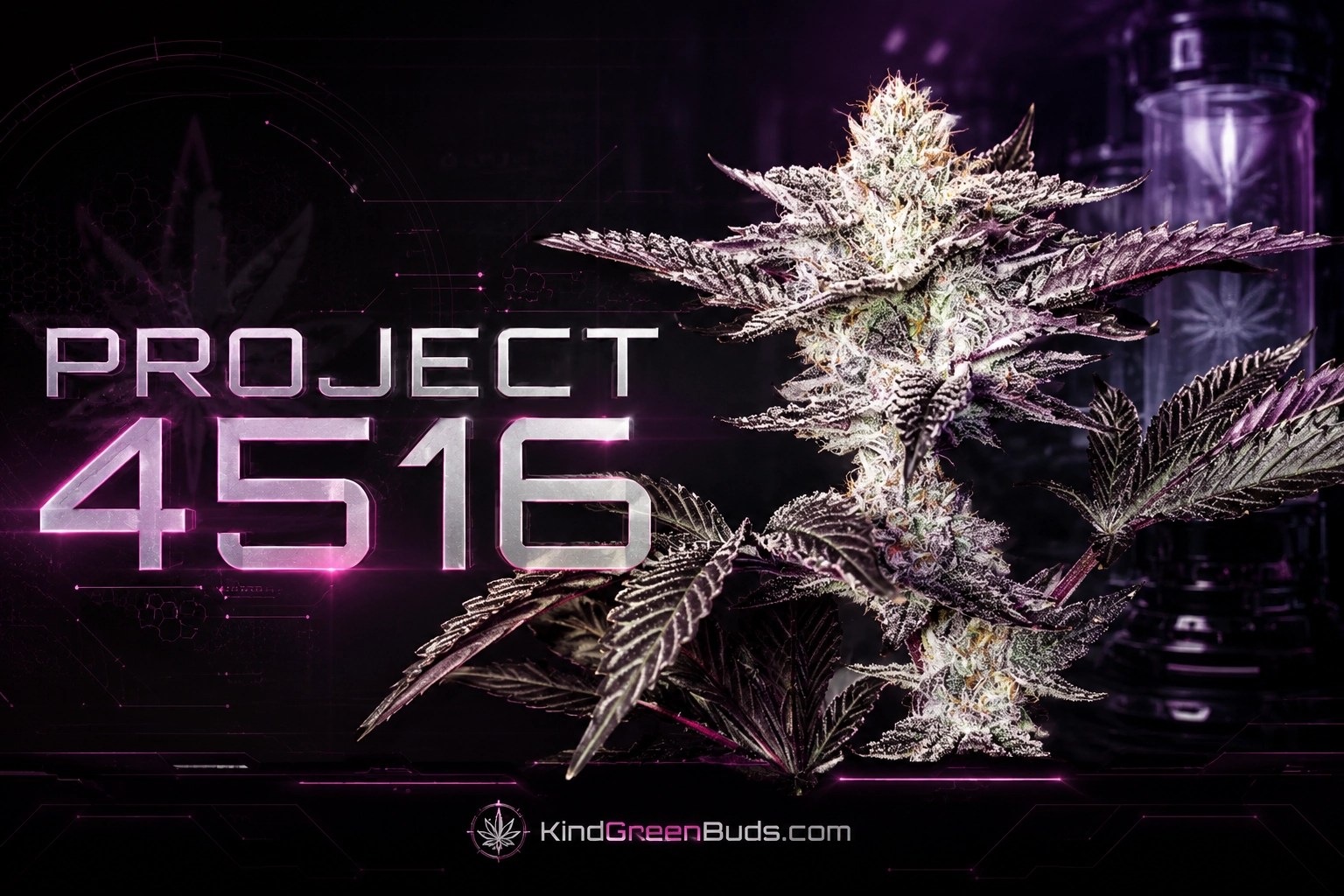 Project 4516 marijuana strain