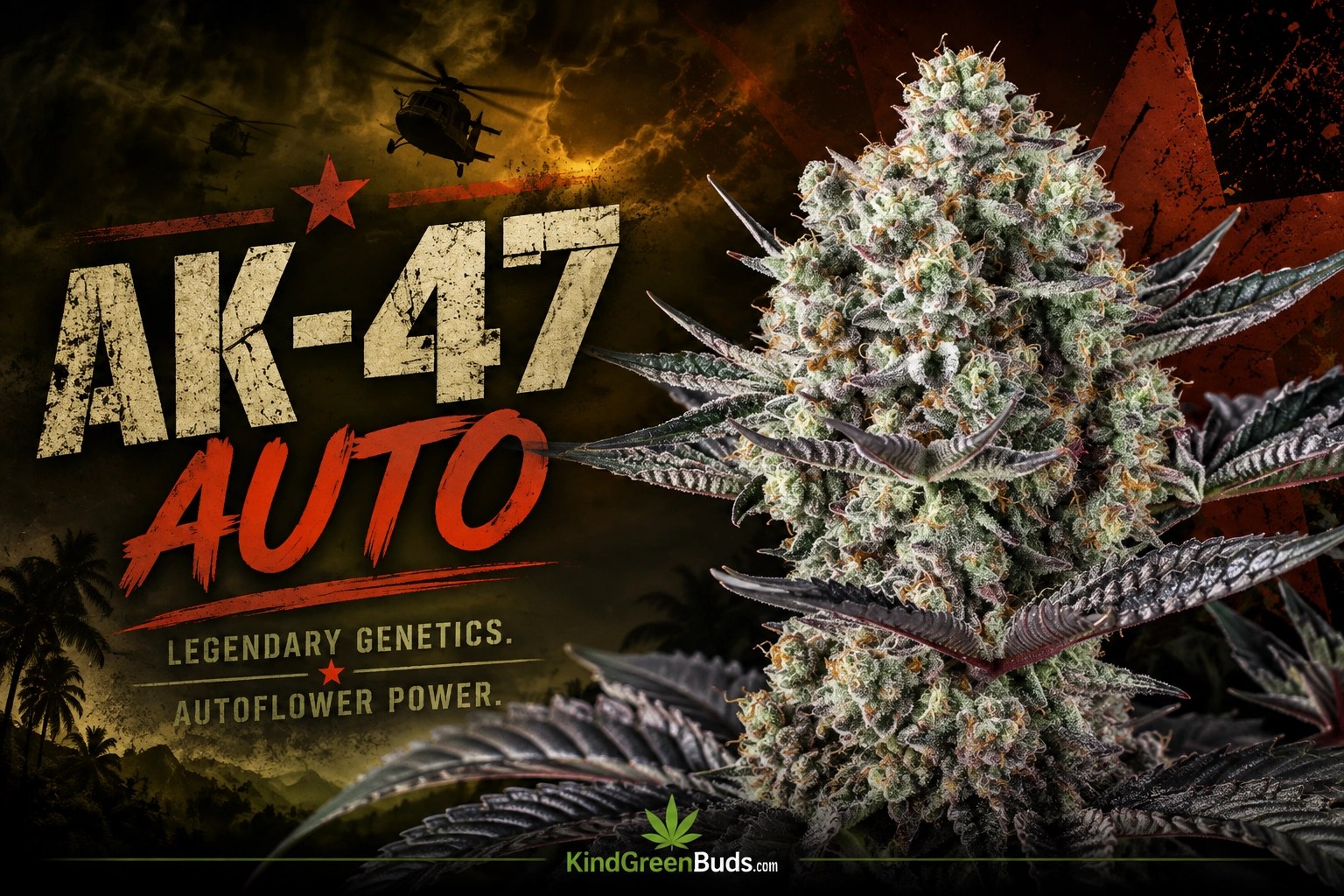 AK-47 Auto marijuana strain