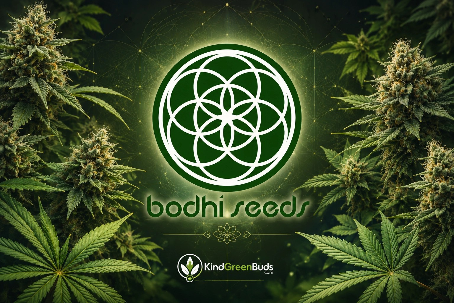 Bodhi Seeds