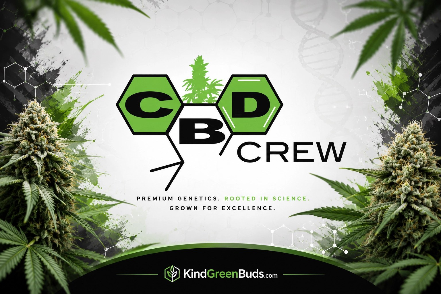 CBD Crew