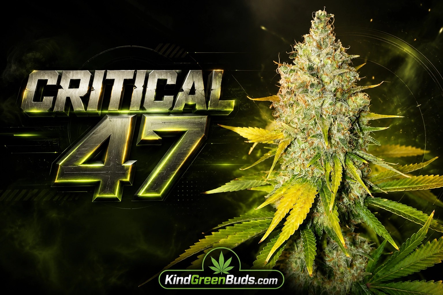 Critical 47 marijuana strain