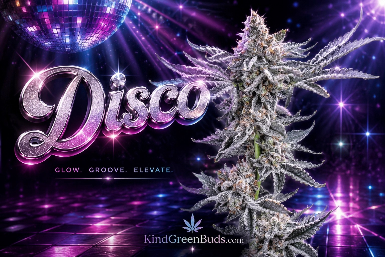 Disco marijuana strain