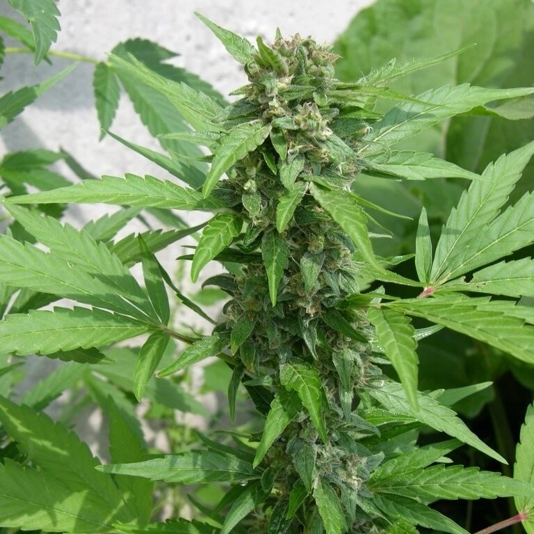 Easy Rider marijuana plant