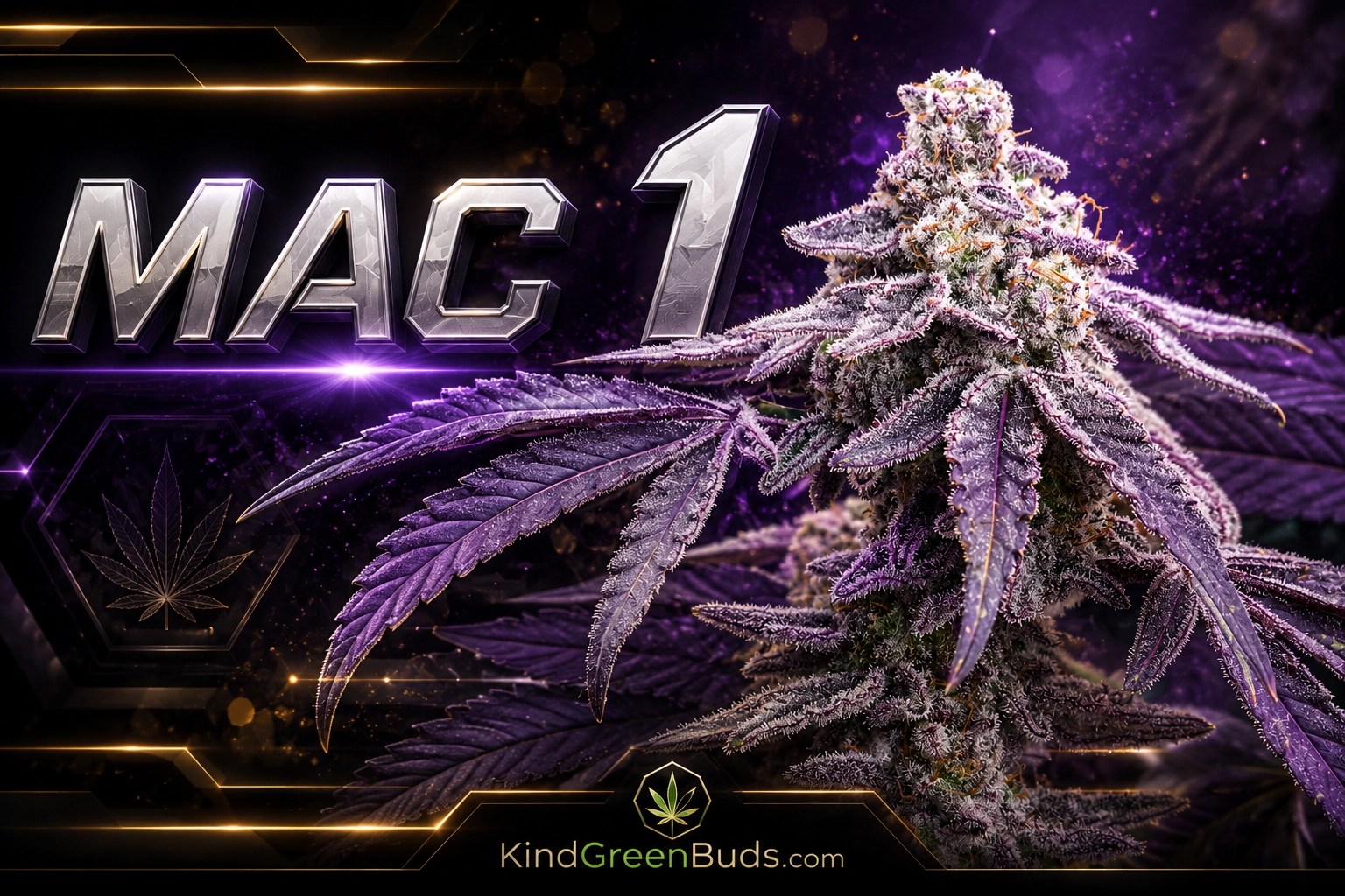 MAC 1 marijuana strain