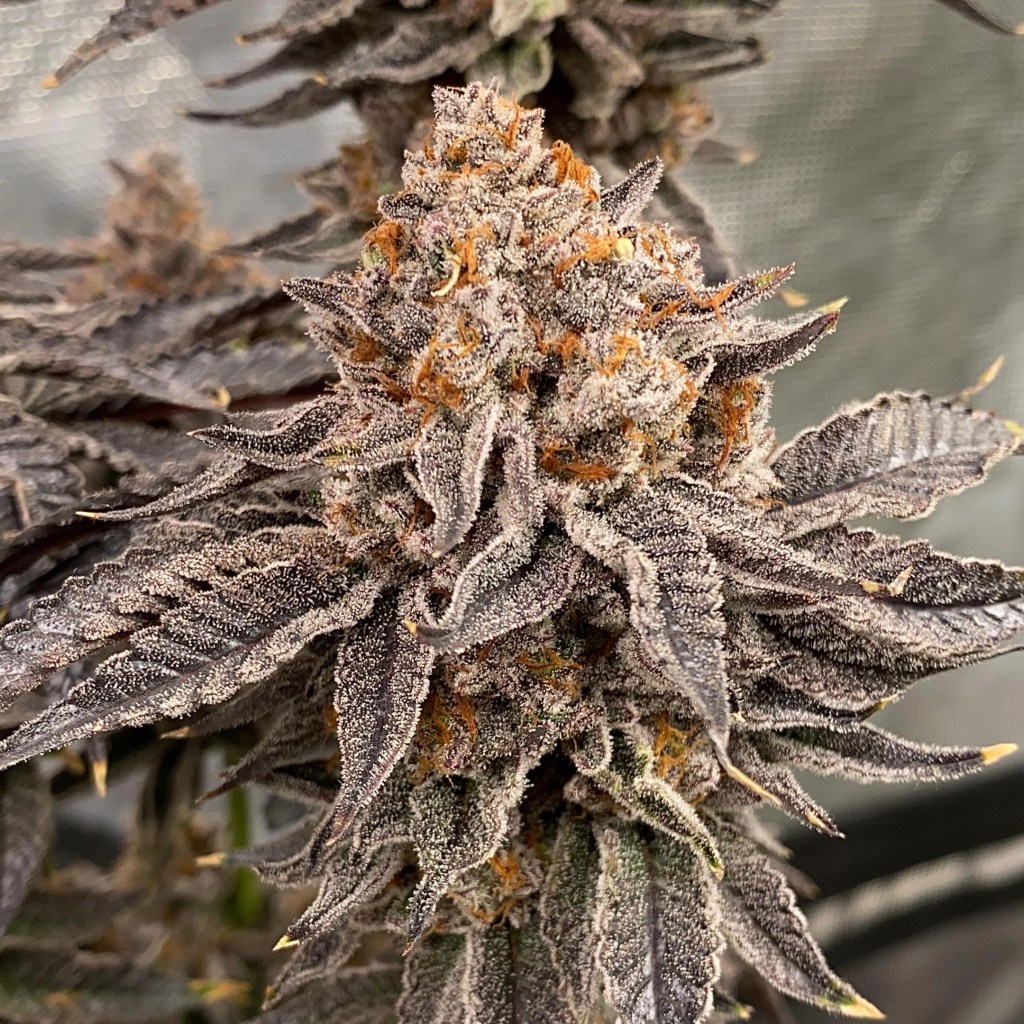 OGKB marijuana plant
