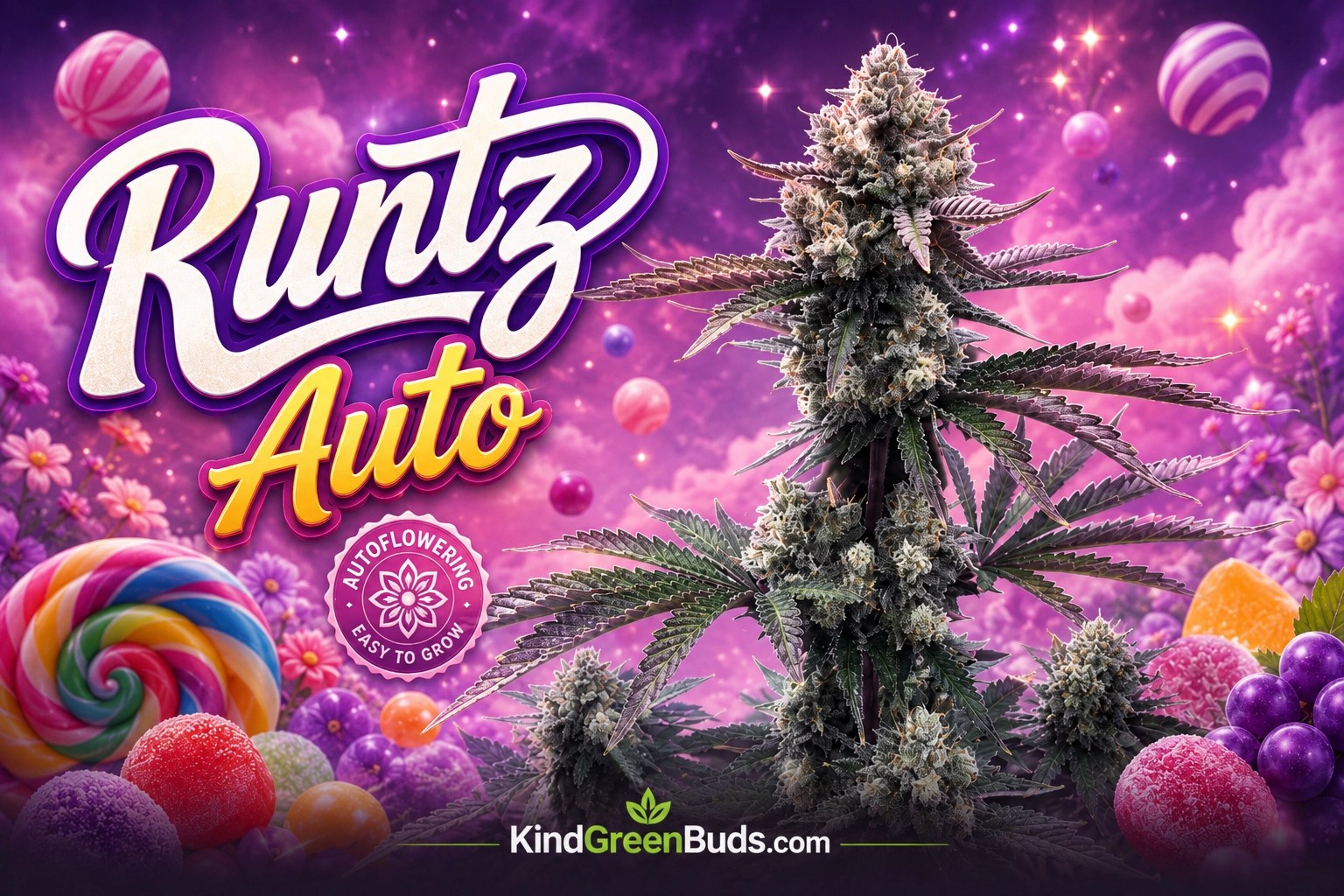 Runtz Auto marijuana strain