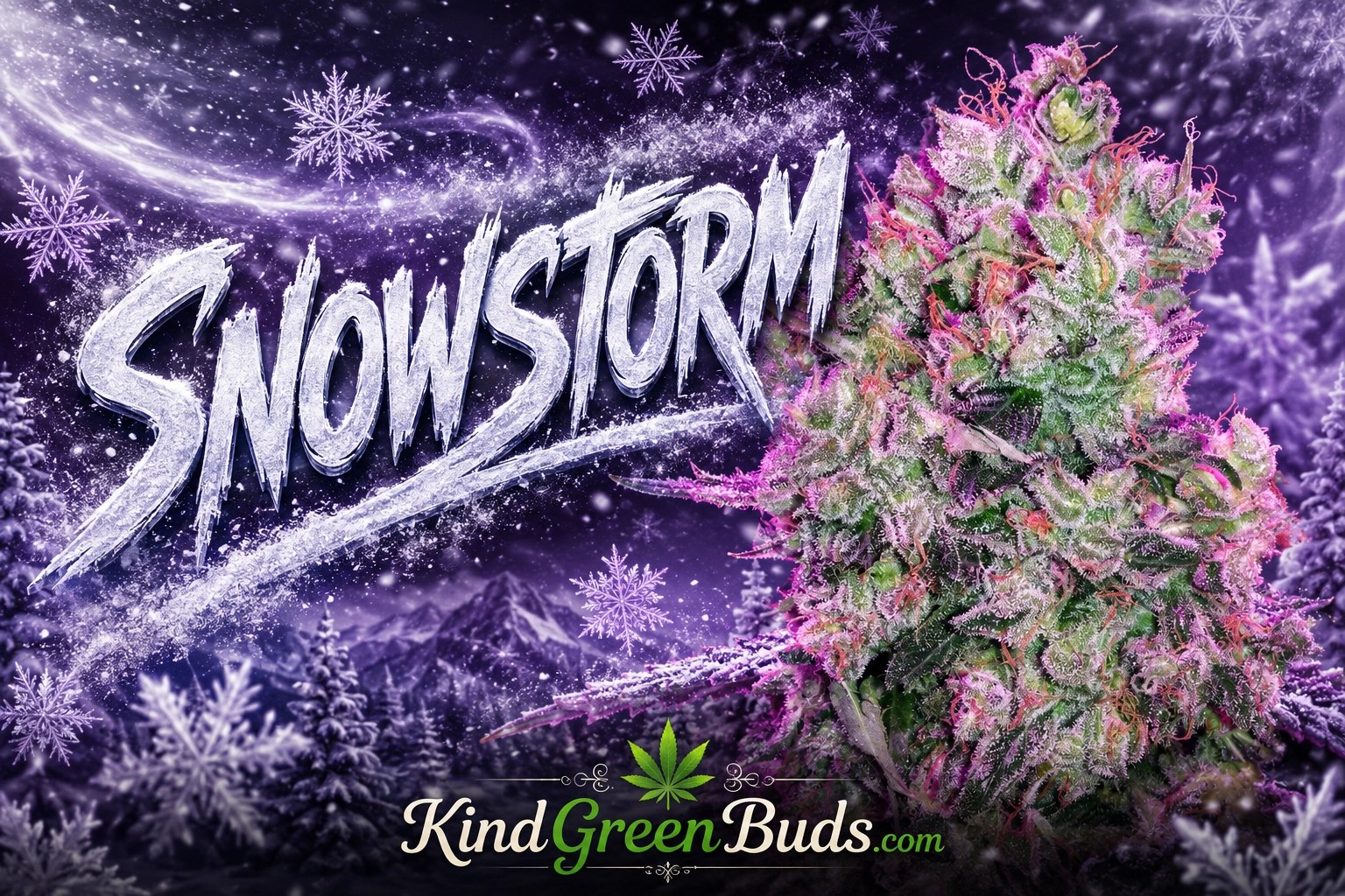 Snowstorm marijuana strain