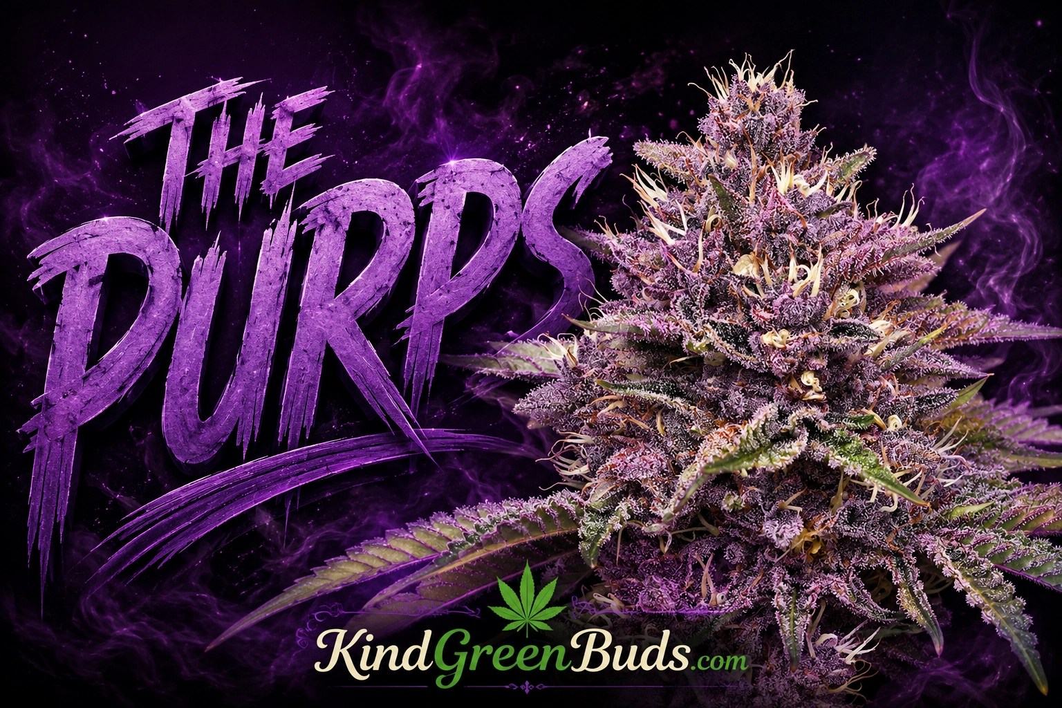 The Purps marijuana strain