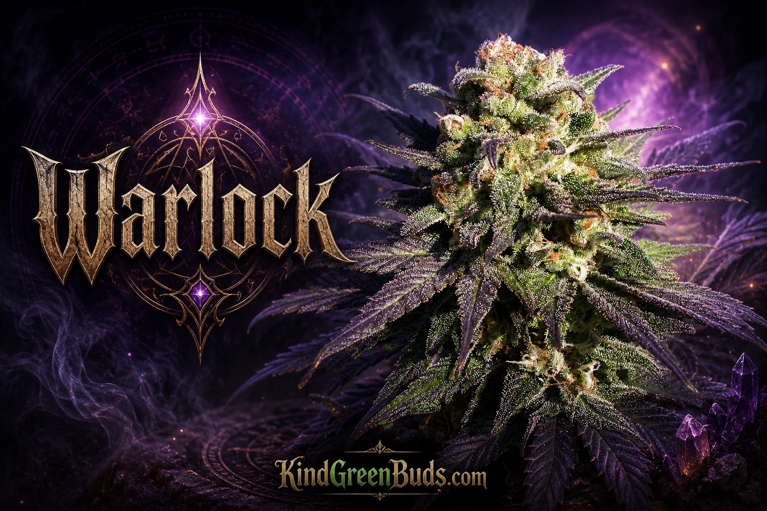 Warlock marijuana strain