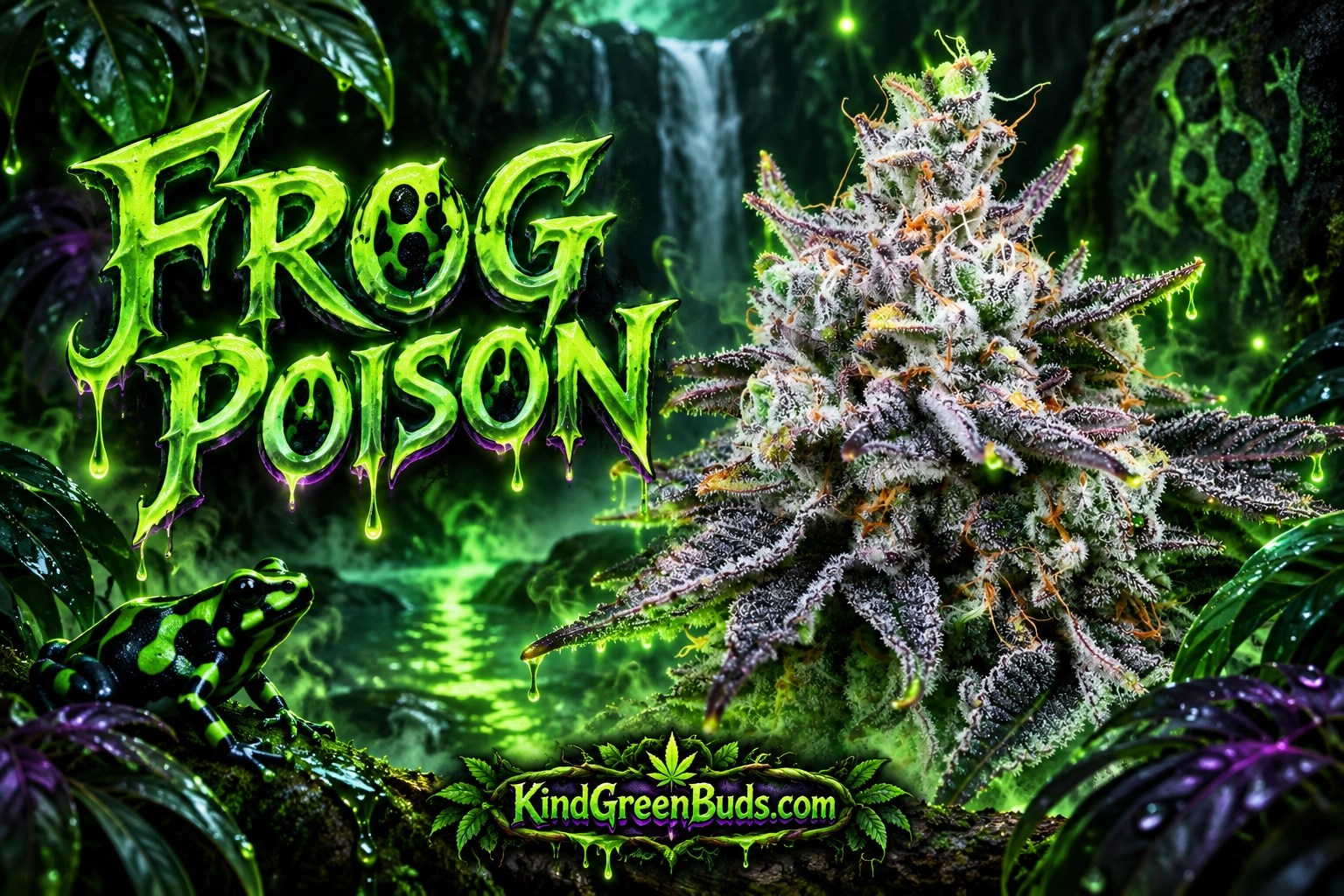 Frog Poison marijuana strain