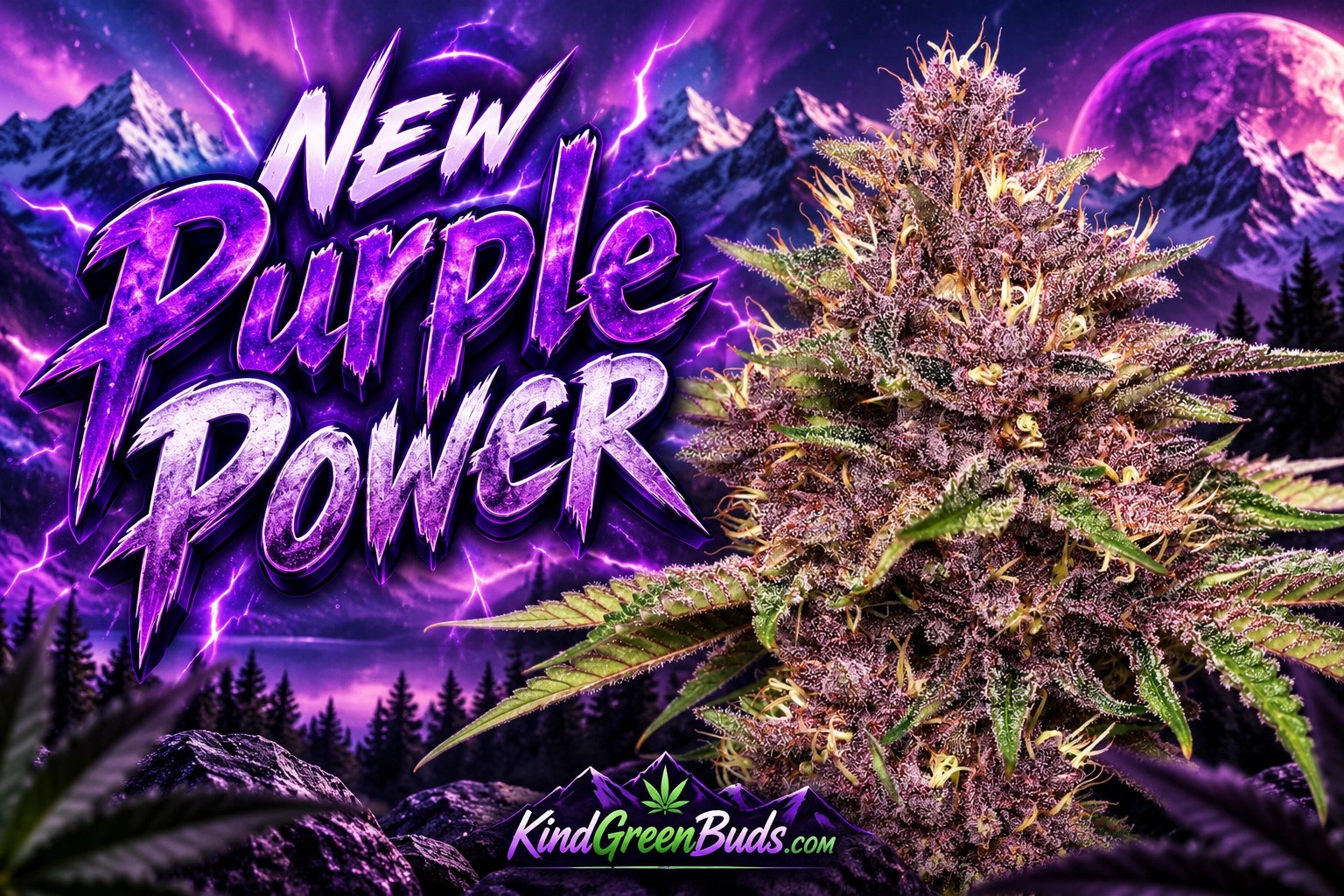 New Purple Power marijuana strain
