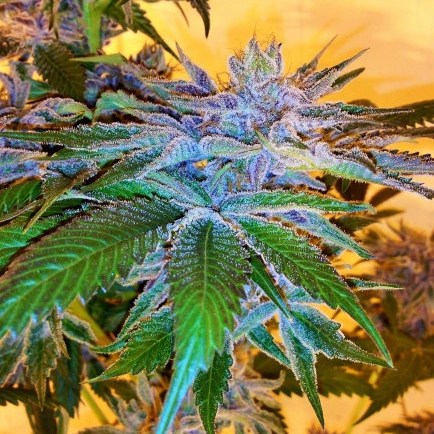 Obama Runtz marijuana plant