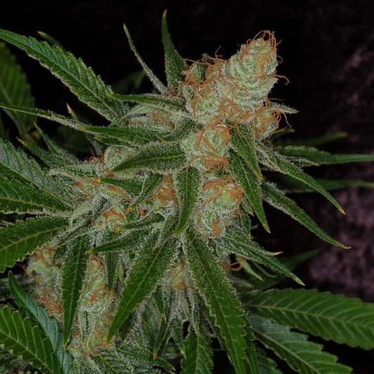 Vortex marijuana plant