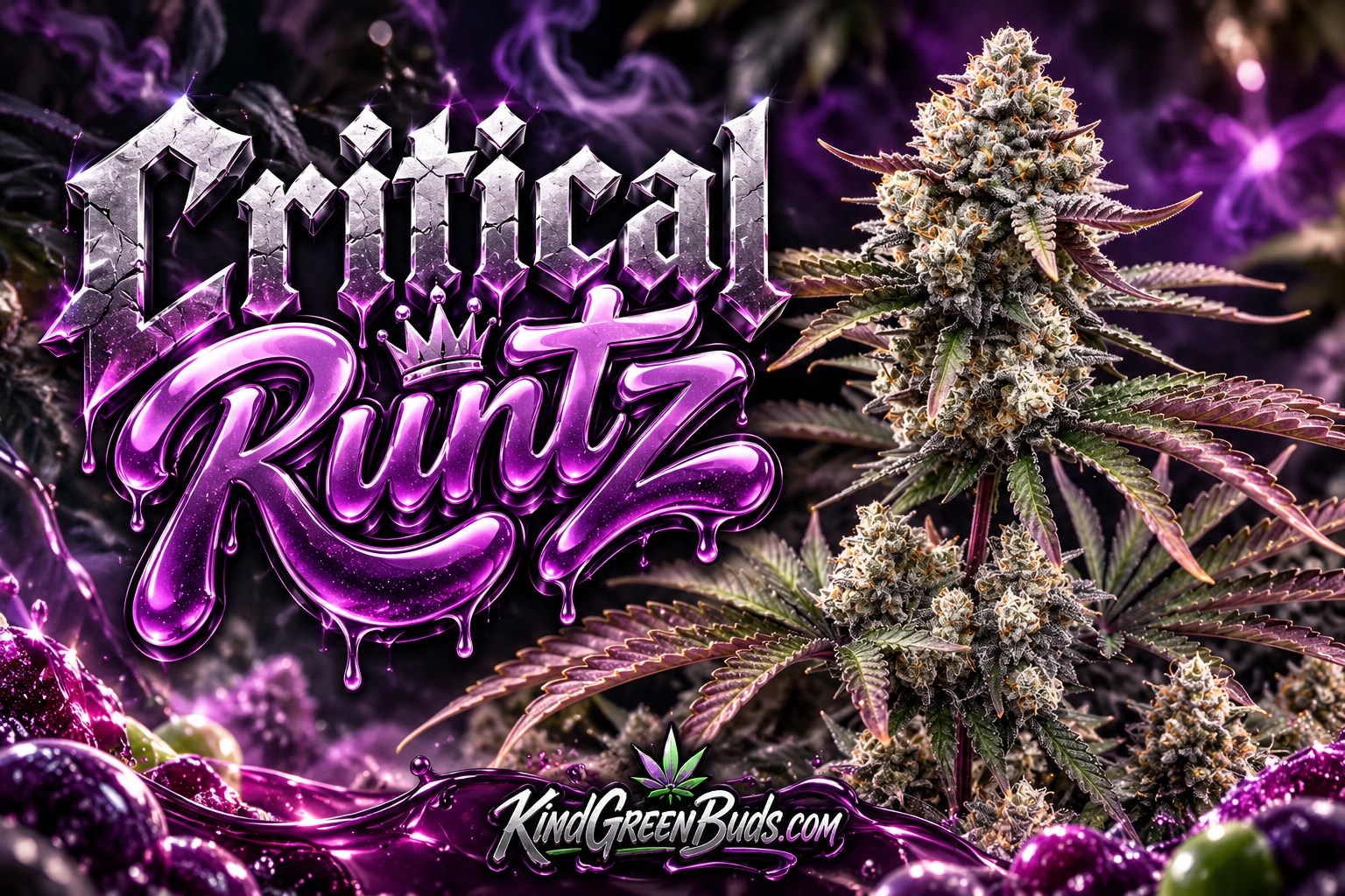 Critical Runtz marijuana strain
