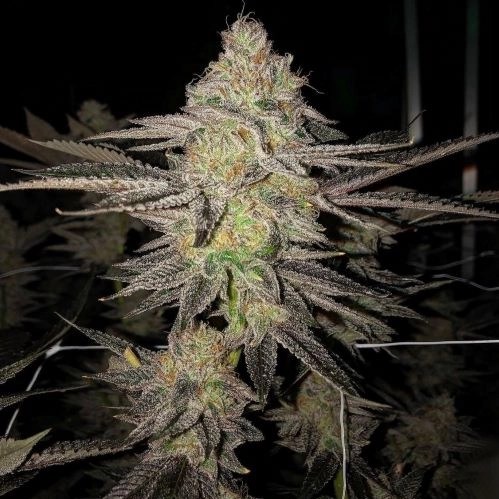 Guava Runtz Auto marijuana plant