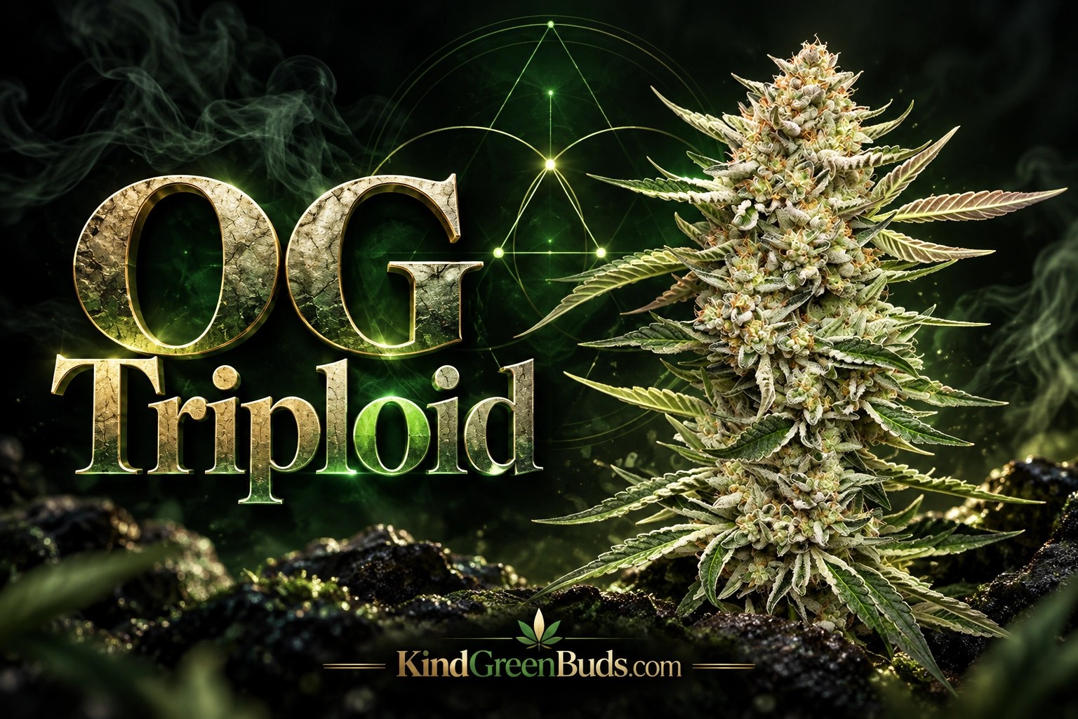 OG Triploid marijuana strain