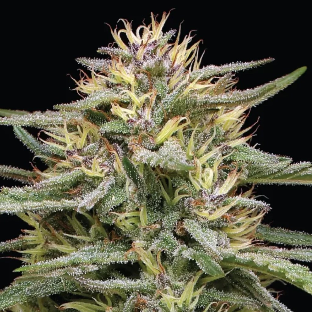 Raspberry Parfait marijuana plant