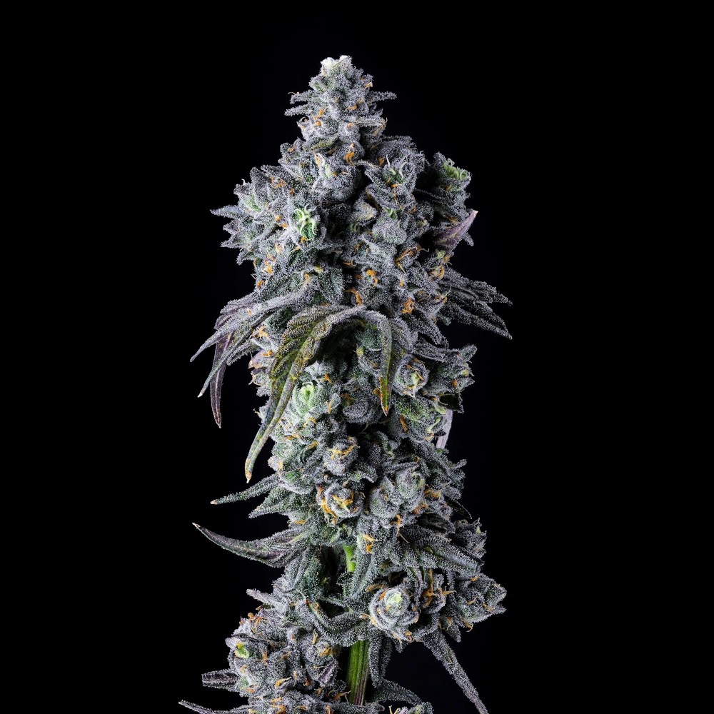 UK Riot marijuana plant