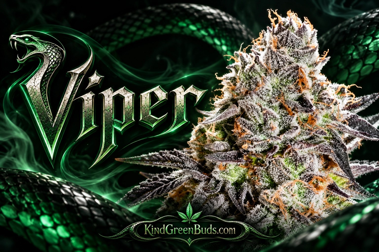 Viper marijuana strain
