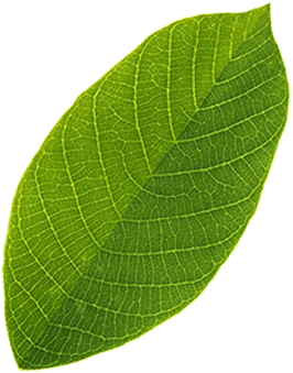 leaf