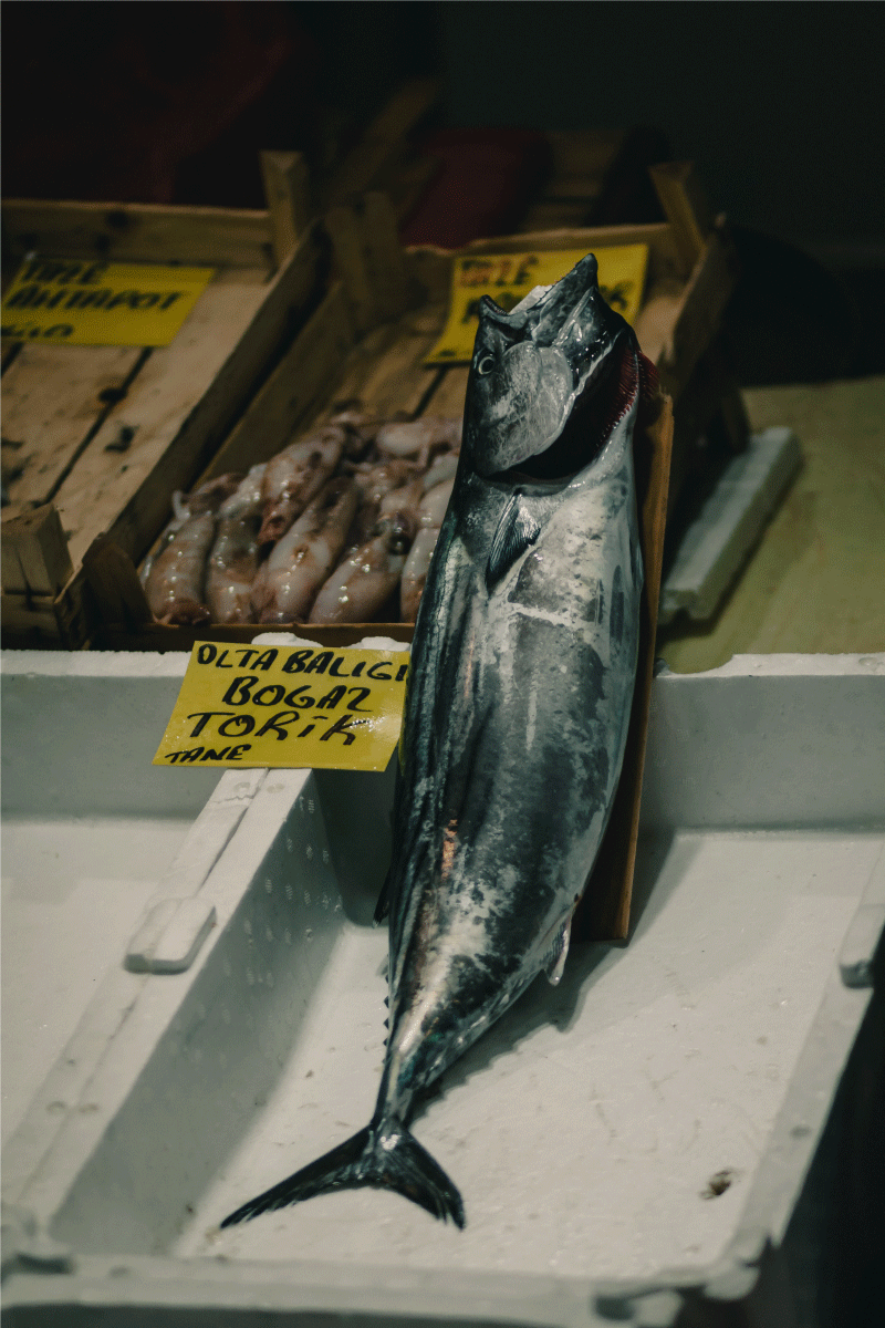 fish websize