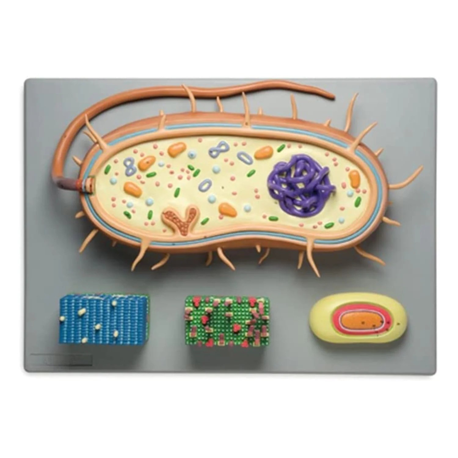Prokaryotic Cell Model 3d Replying To Miguel S Wife Confirmed