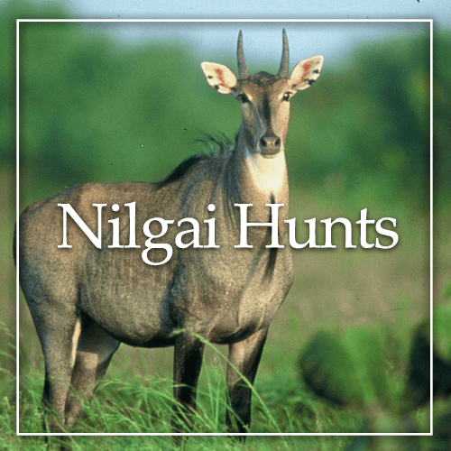 11000+ acre texas hunting ranch with world class trophy whitetail deer hunts. King Ranch Hunting King Ranch Hunting A Truly Unique Expierience