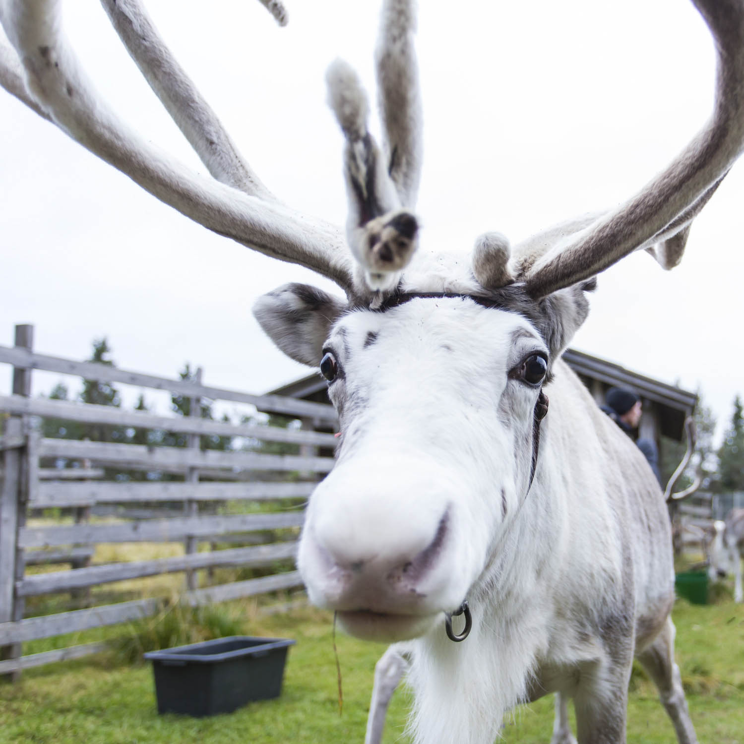 Hey Rudolf! Photo: NFFC / Lotta Salonen.