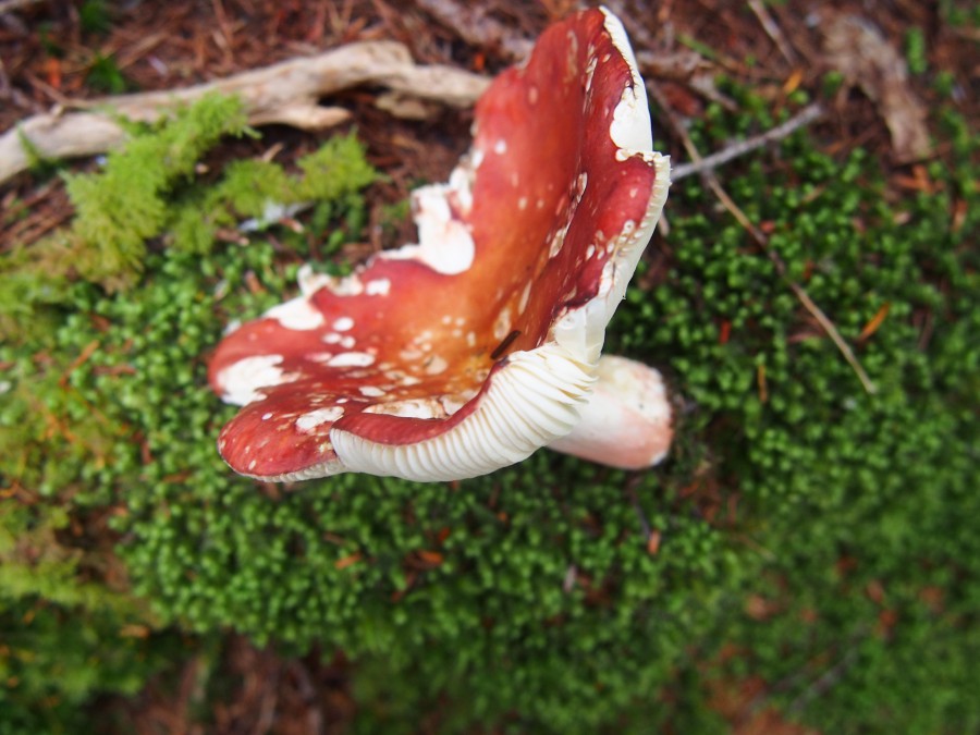 ハクサンアカネハツ(仮称) Russula paludosa | きのこじき