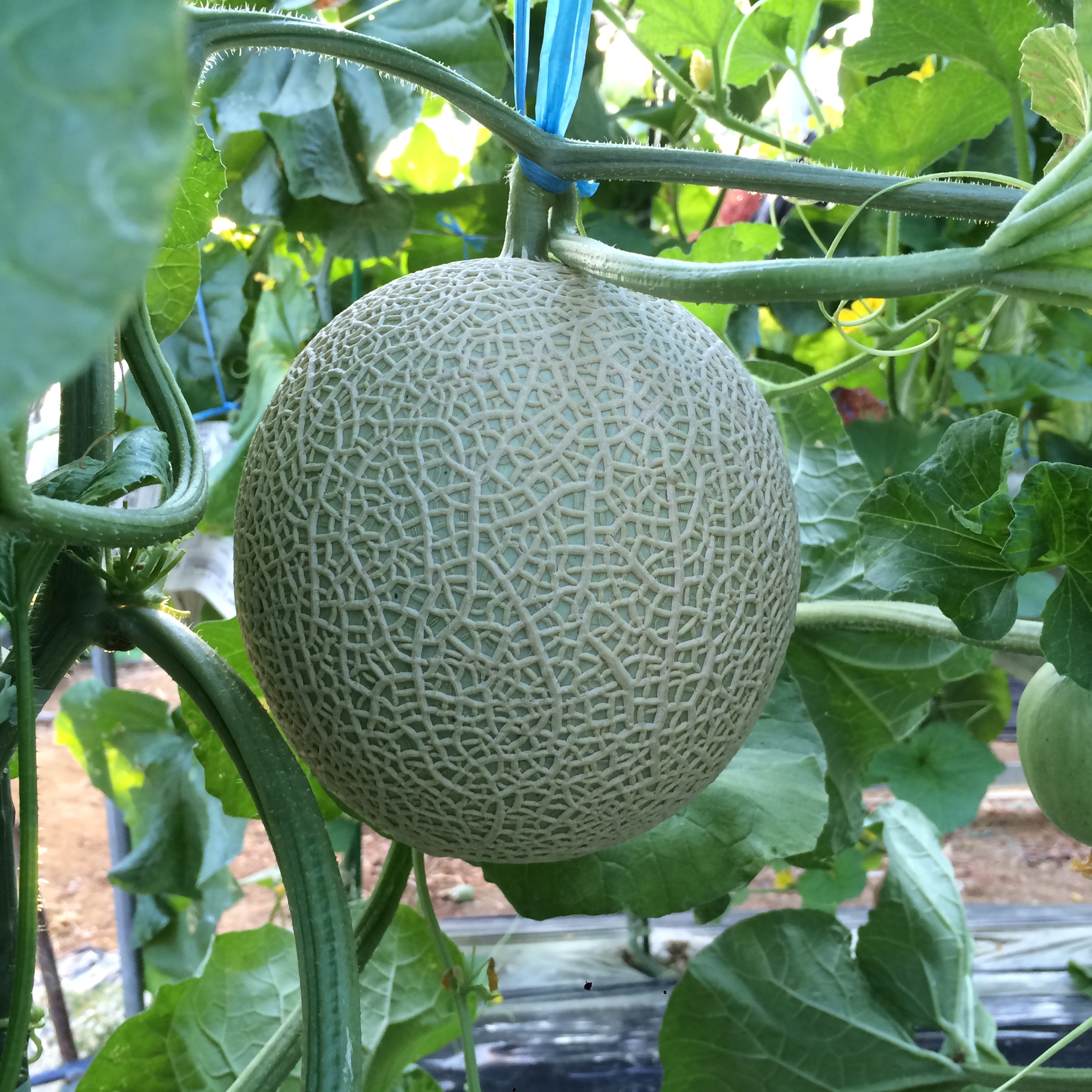 キャンセルについてのお願い