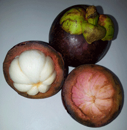 Keistimewaan Ungu, Kulit Buah Manggis