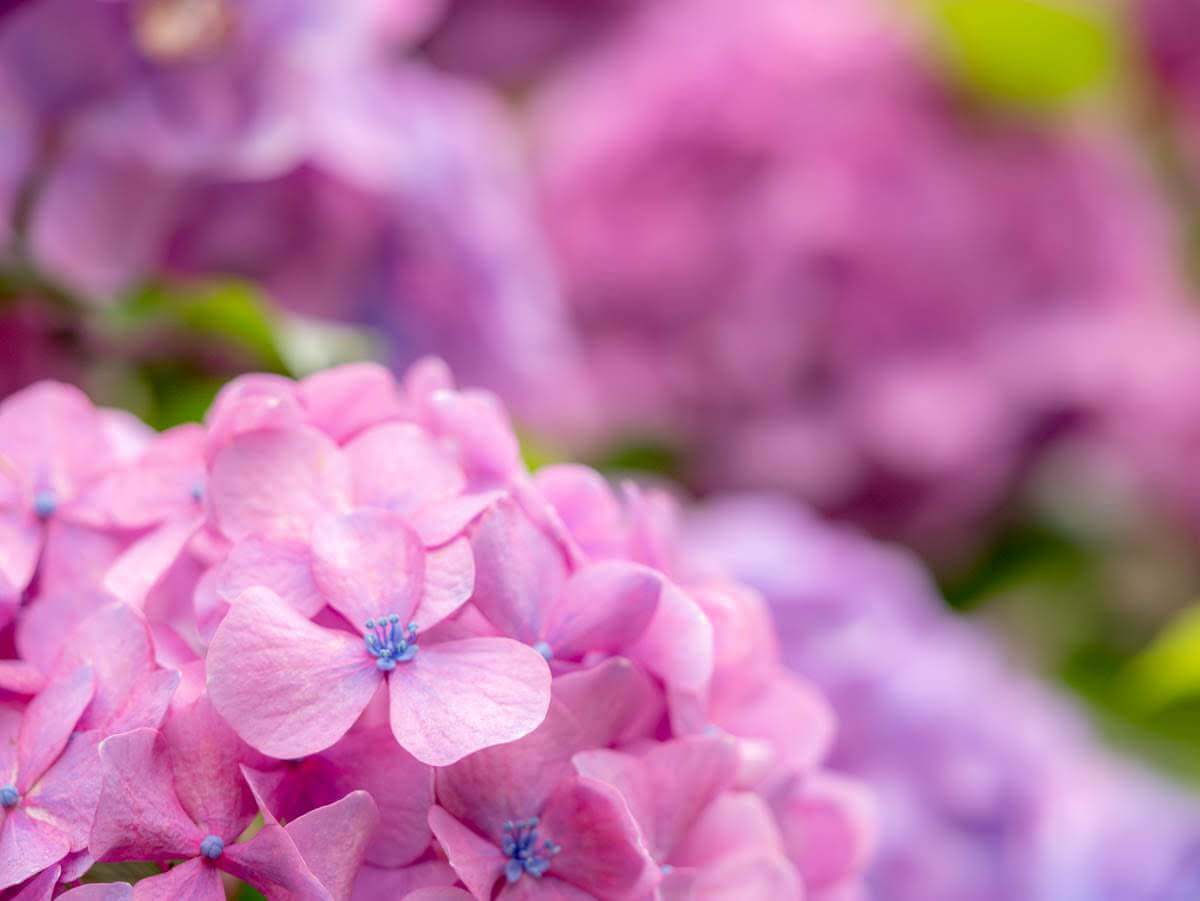 三渓園の紫陽花