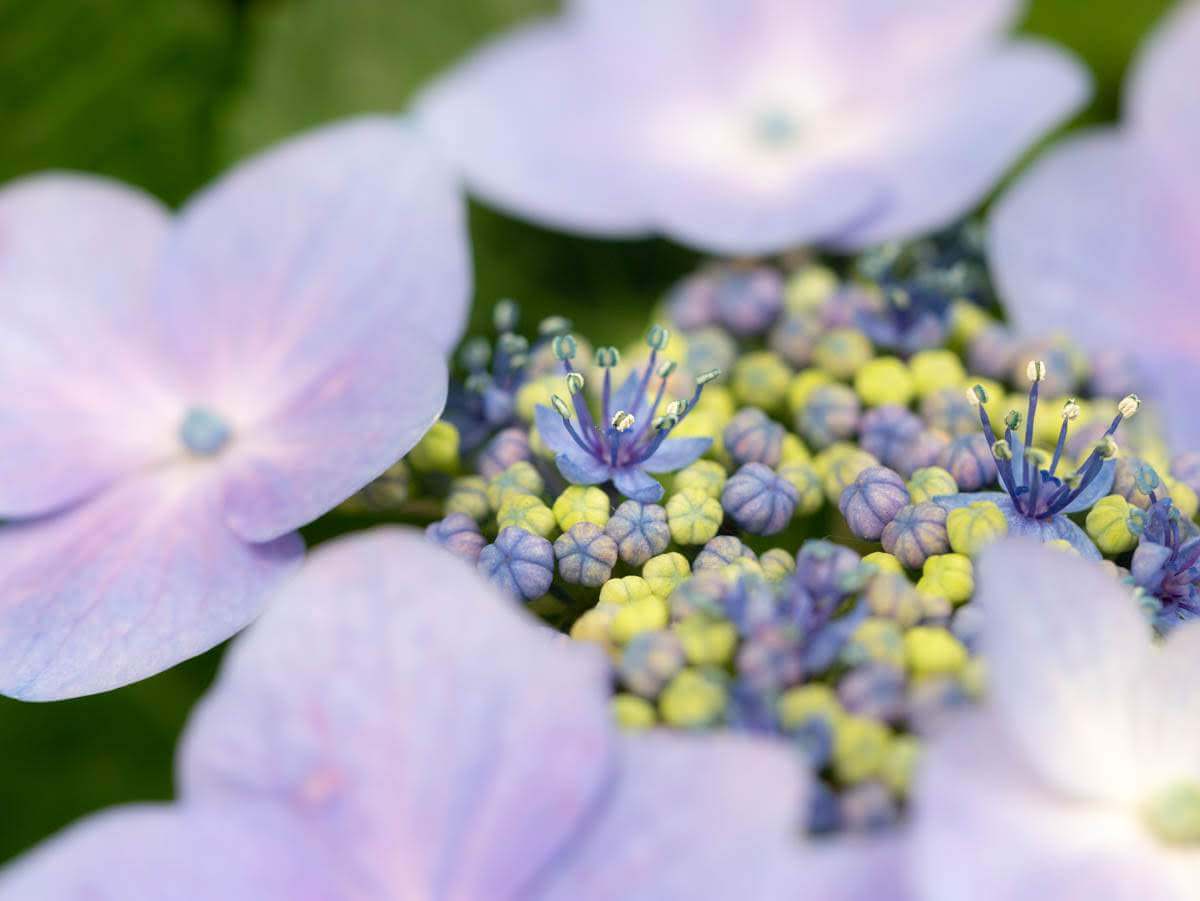 三渓園の紫陽花