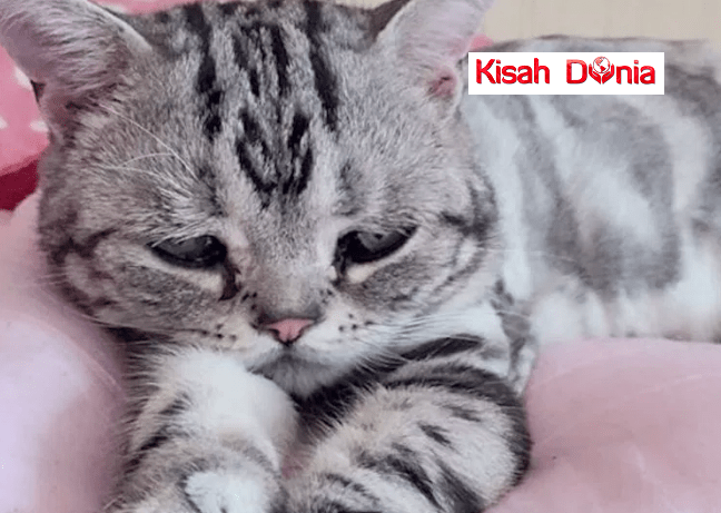 Gratis Download Gambar Sedih Rasanya Osr M Melihat Kucing Yang Diusir Manusiasecara Kasar Terupdate oleh Lampung Hits