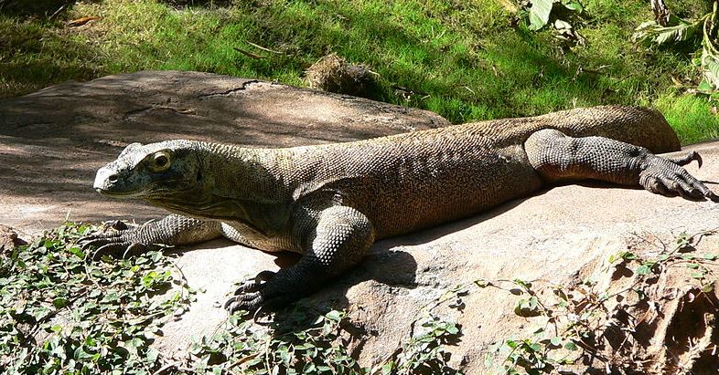 Unduh Gratis Gambar Ciri Ciri Hewan Kelas Reptil Hewan Vertebrata Jdsk Terbaru oleh www.lampunghits.com