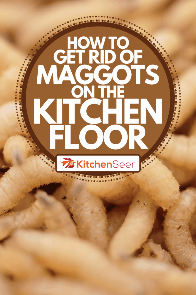 Why do i keep finding maggots on my floor