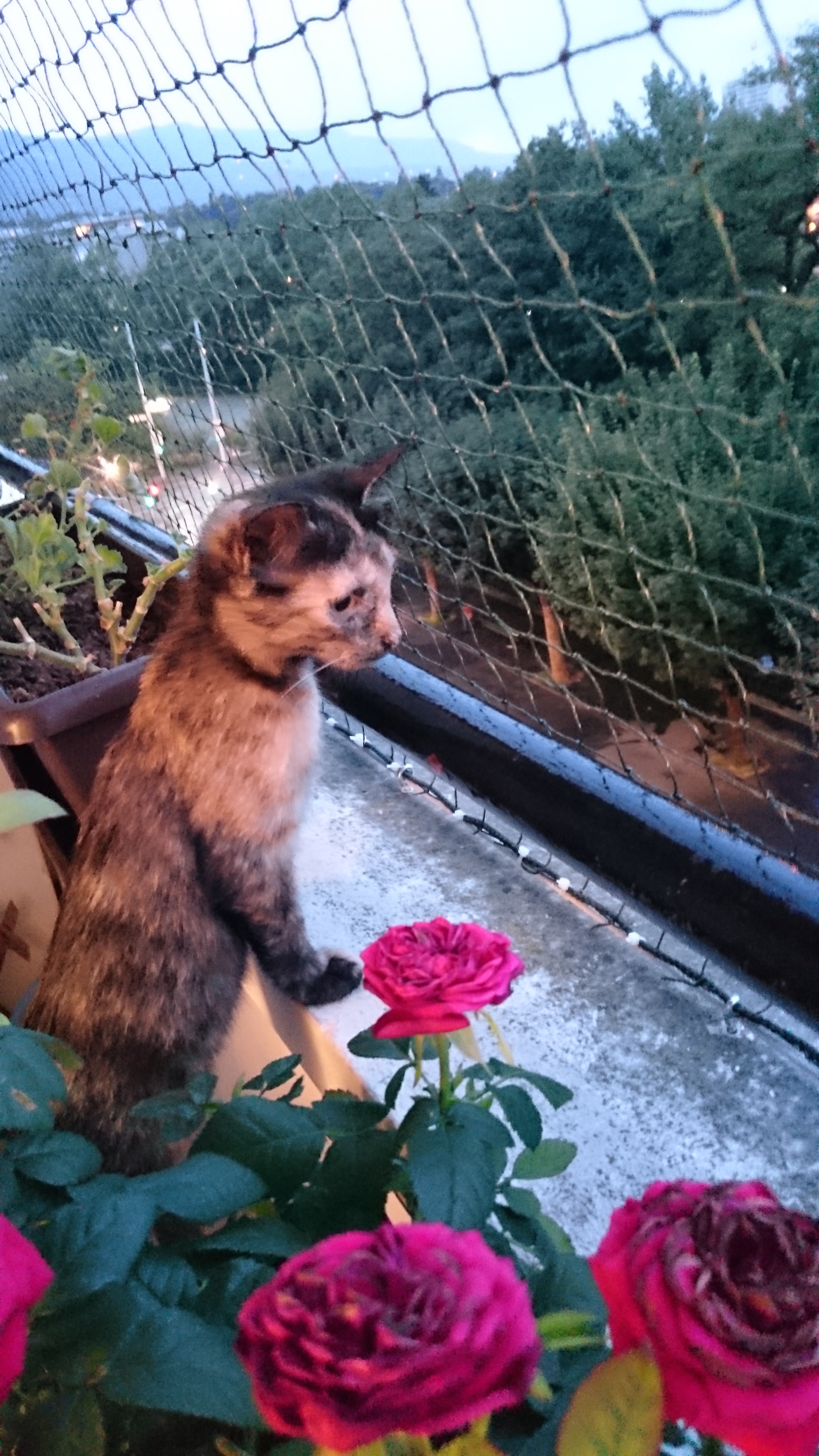 Filet renforcé - Bord de l'Arve