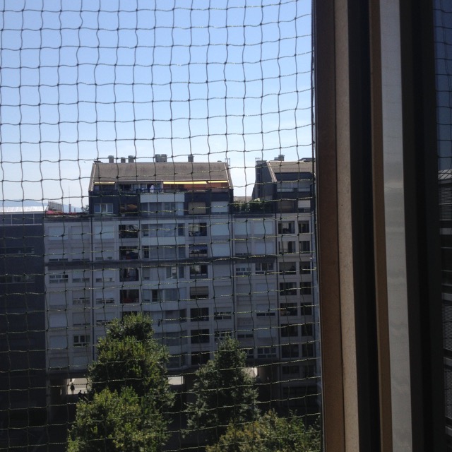 Sécurité chat pour fenêtre