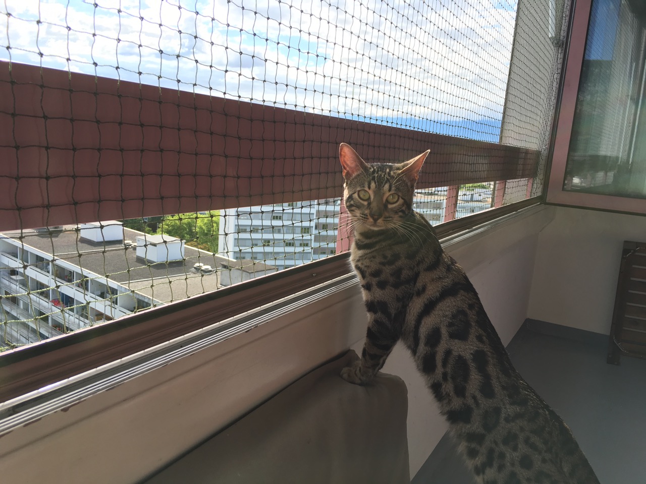 Découverte du filet