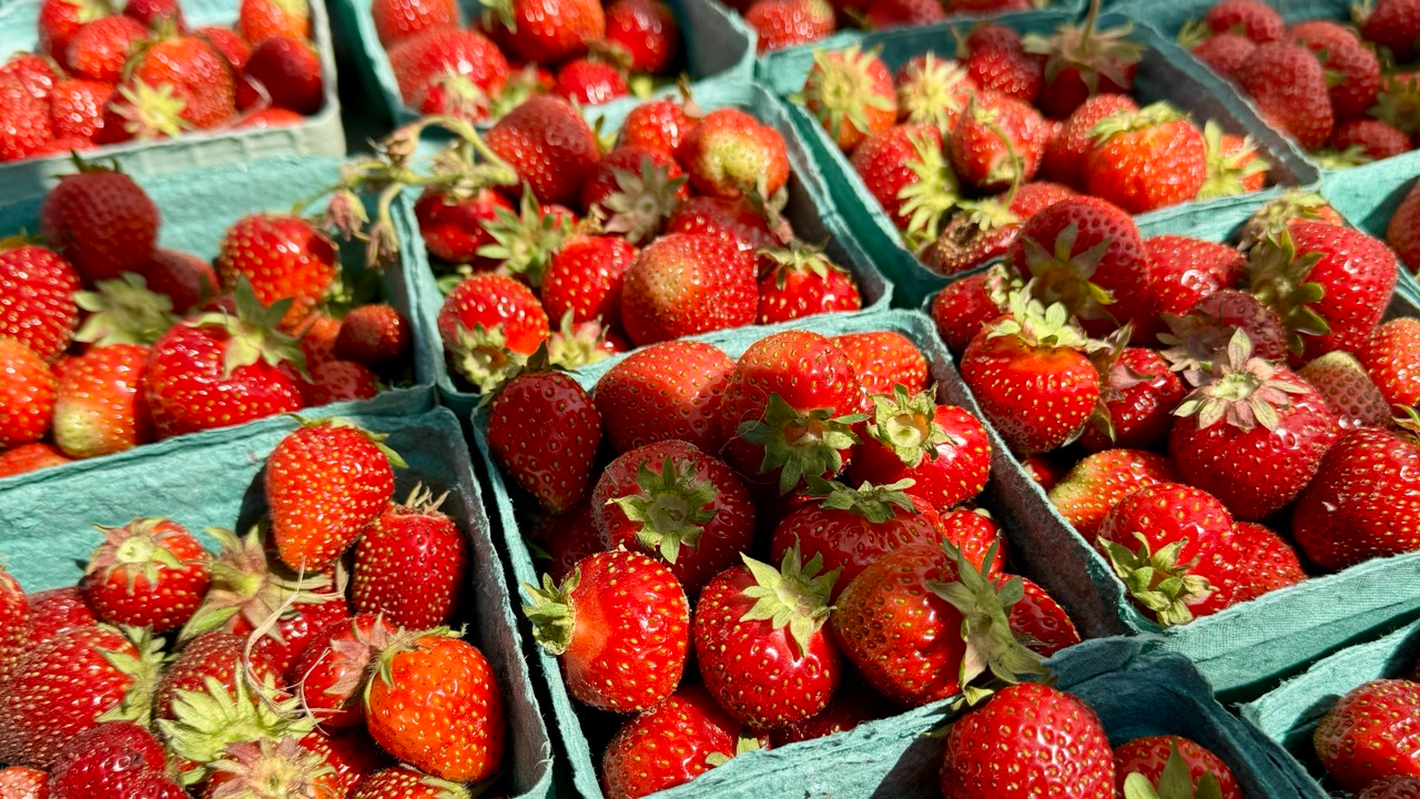 Fresh local strawberries for sale at the Union Square Greenmarket in New York City