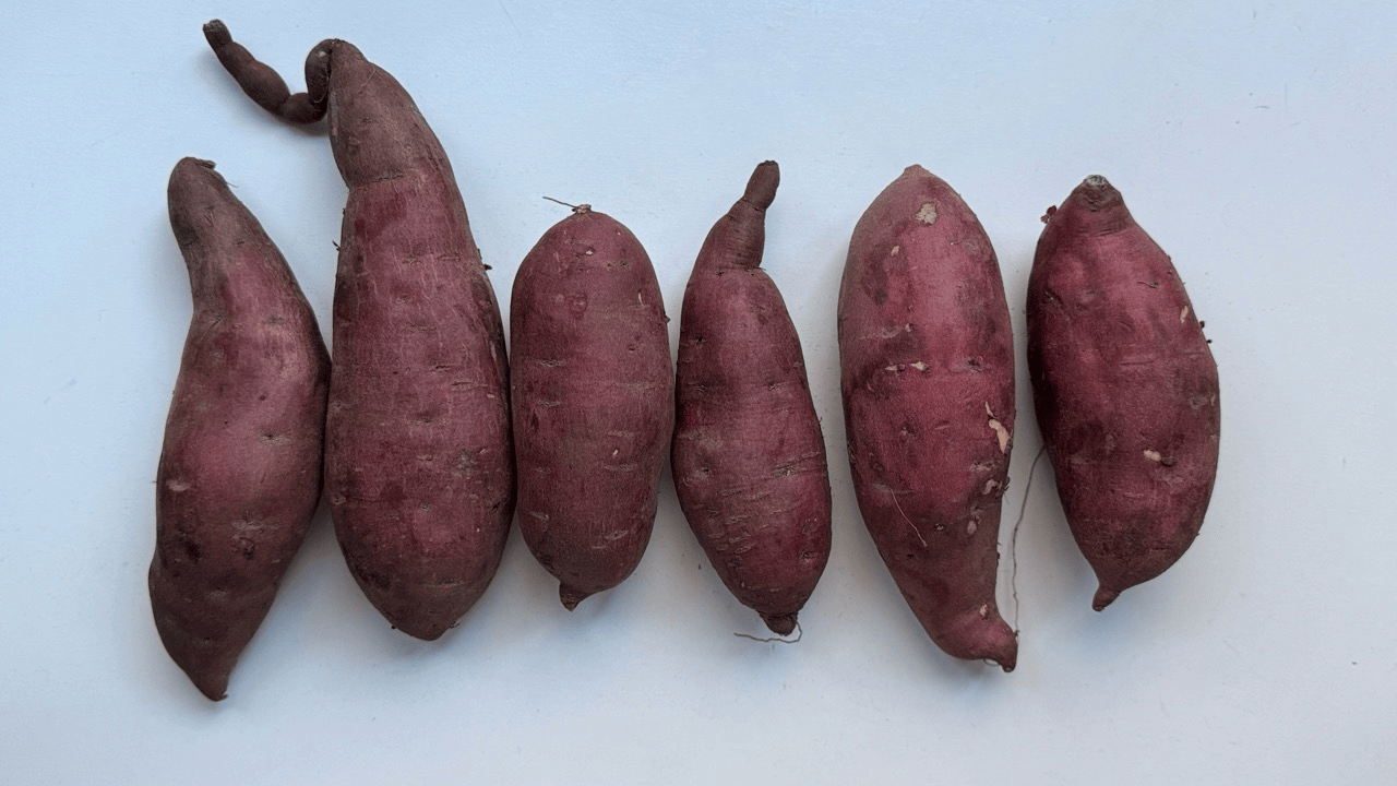 Japanese Sweet Potato line up
