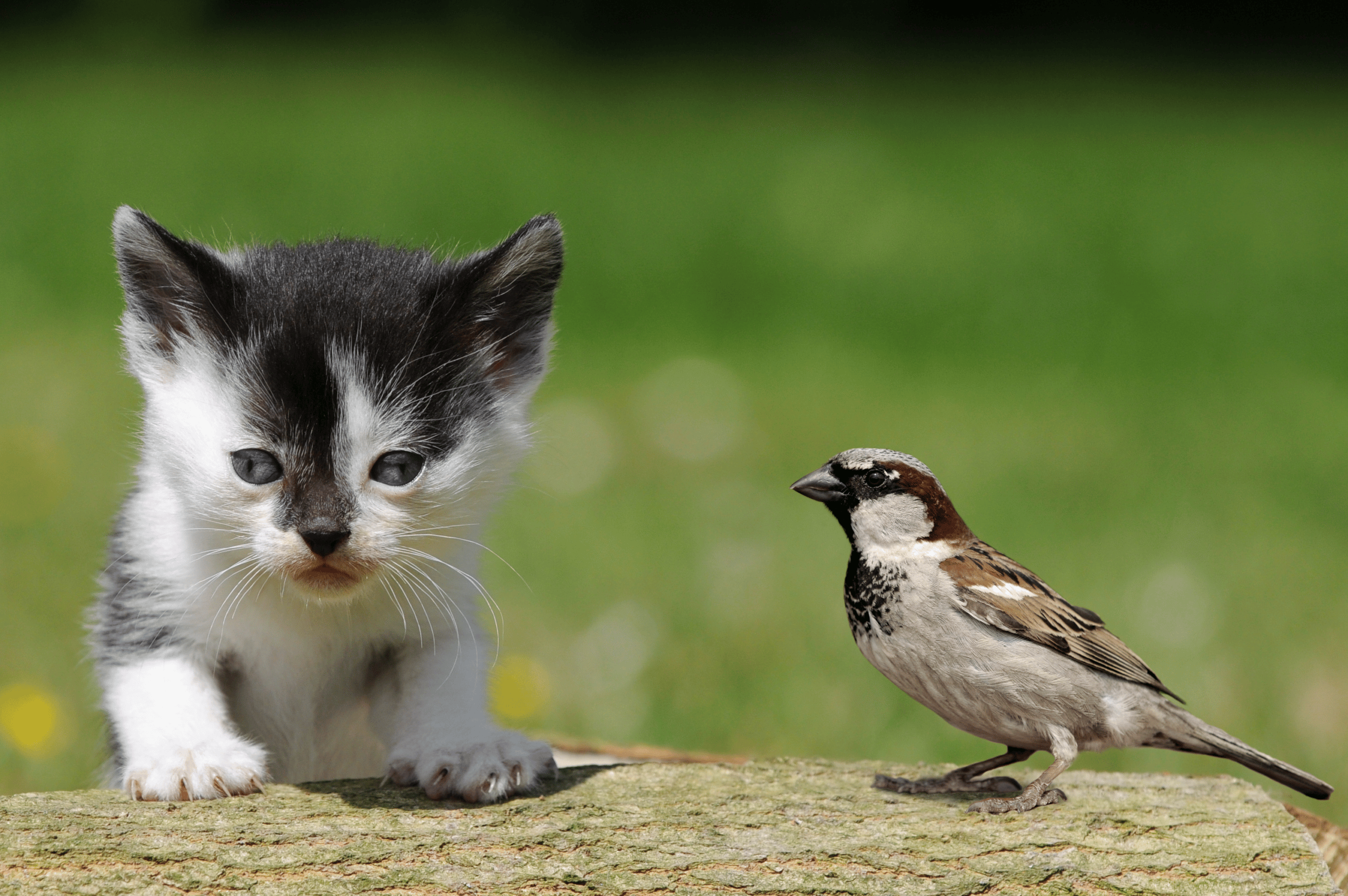 Wild Birds