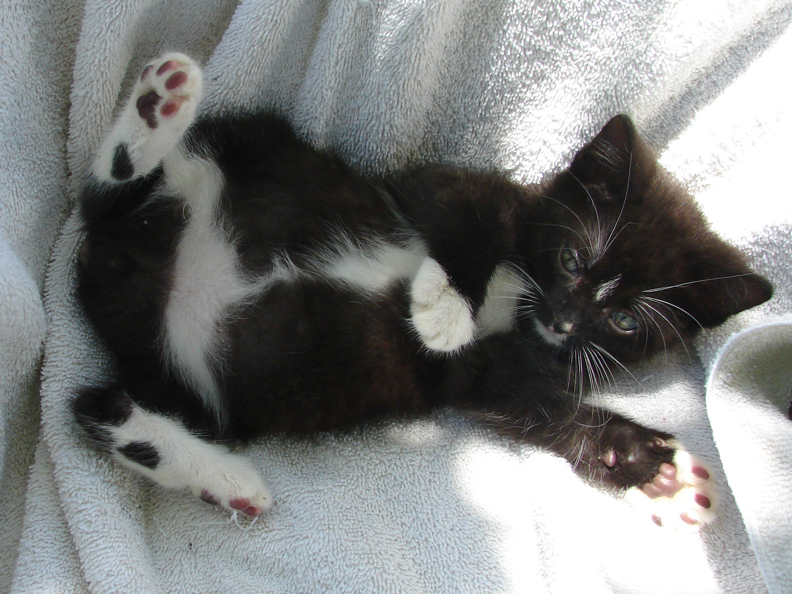 Things you didn't know about manx cats