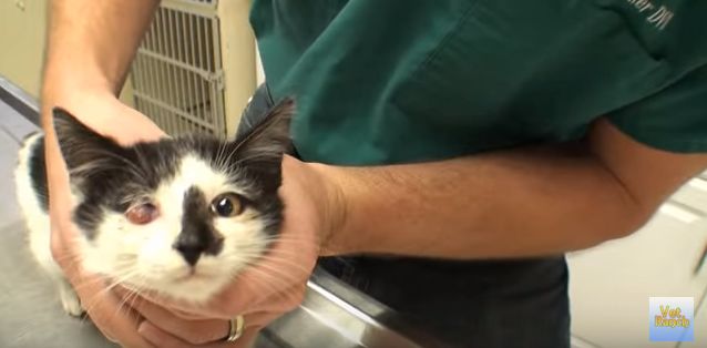 Vet saves kitten with ruptured eye