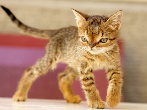 Can a kitten have down syndrome?