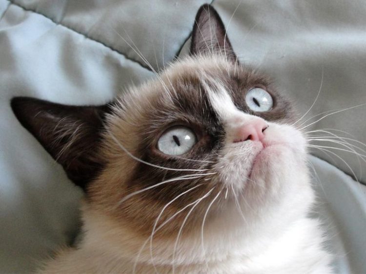 pix Funny Cat Memes Without Words 20 cat memes that are simply unforgettable