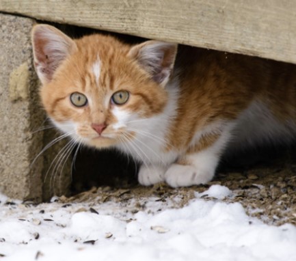 Animal rescue veterinary services is a veterinary company based out of 194 rockingham rd, londonderry, new hampshire, united states. Kitty Angels Newsletter Issue #17