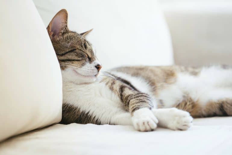 Why does my cat sleep in the same room as me?