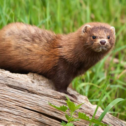 mink